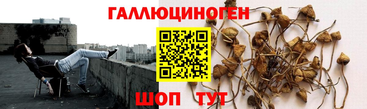 Галлюциногенные грибы Magic Shrooms  Псилоцибиновые грибы ЛСД  Ессентуки  Вход с VPN 